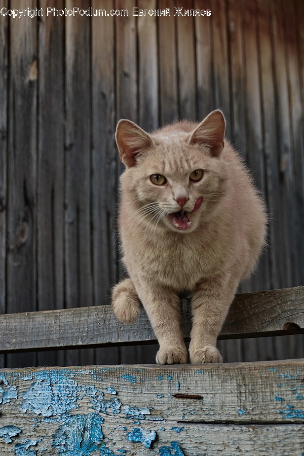 Abyssinian, Animal, Cat, Mammal, Pet