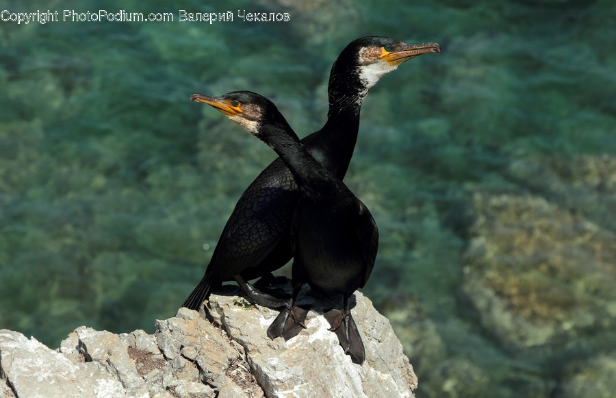 Animal, Bird, Cormorant, Waterfowl