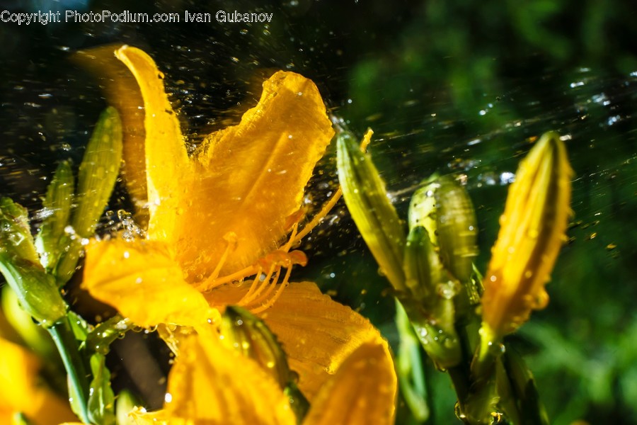 Blossom, Daffodil, Flora, Flower, Plant
