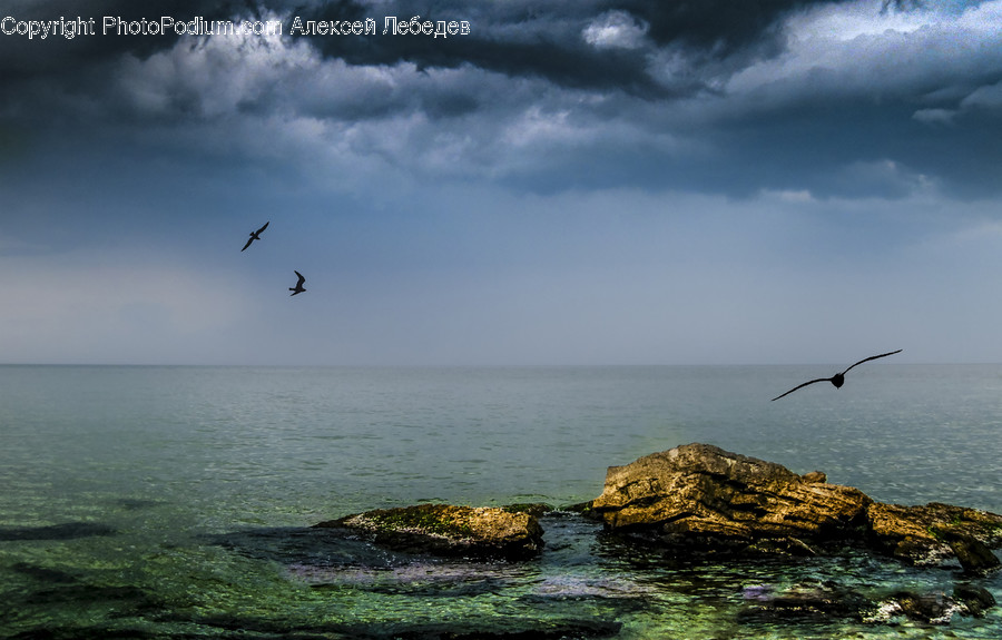 Albatross, Animal, Bird, Seagull, Ardeidae
