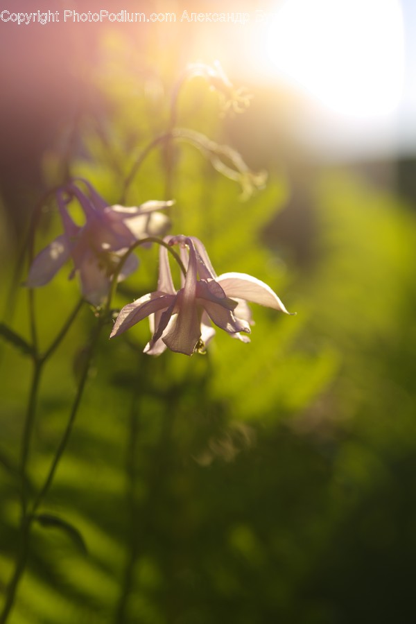 Aquilegia, Blossom, Flora, Flower, Plant