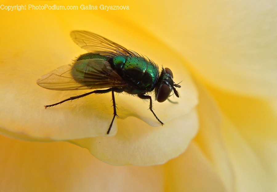 Animal, Asilidae, Fly, Insect, Invertebrate