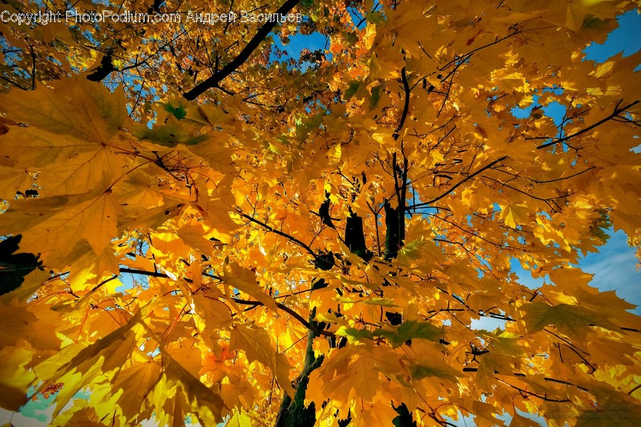 Flora, Maple, Plant, Tree, Blossom