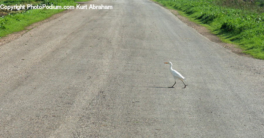 Bird, Dirt Road, Gravel, Road, Crane Bird, Heron, Soil
