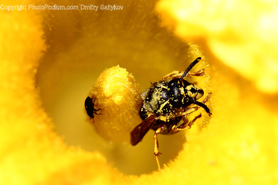 Animal, Bee, Insect, Invertebrate, Arachnid