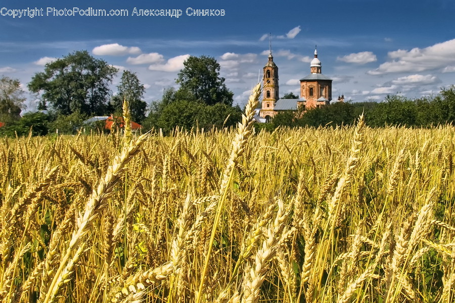 Flora, Food, Grain, Plant, Produce