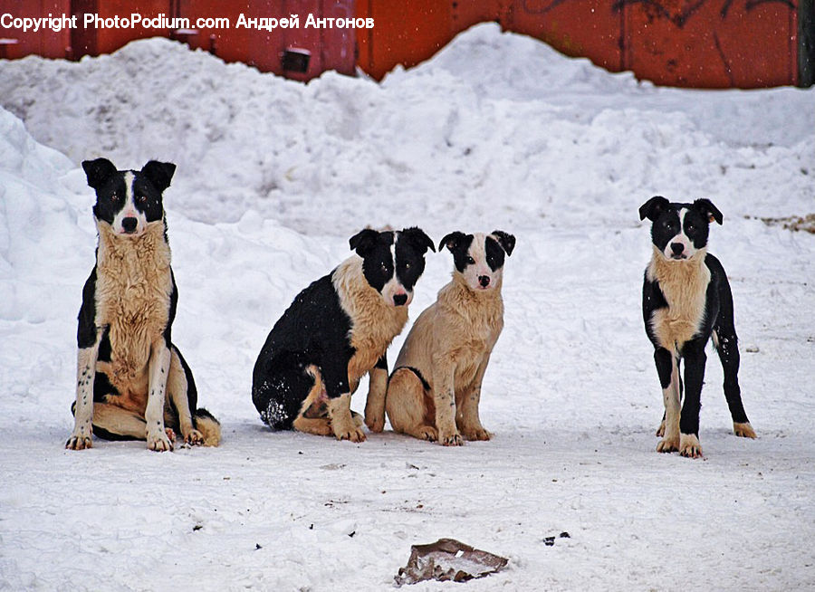 Animal, Canine, Dog, Mammal, Pet, Puppy, Pointer