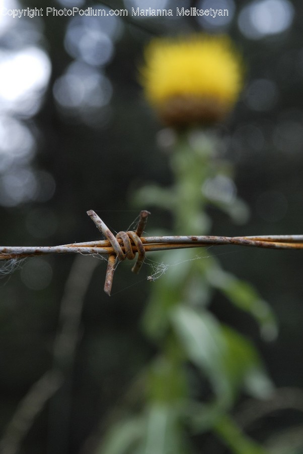 Animal, Anisoptera, Dragonfly, Insect, Invertebrate