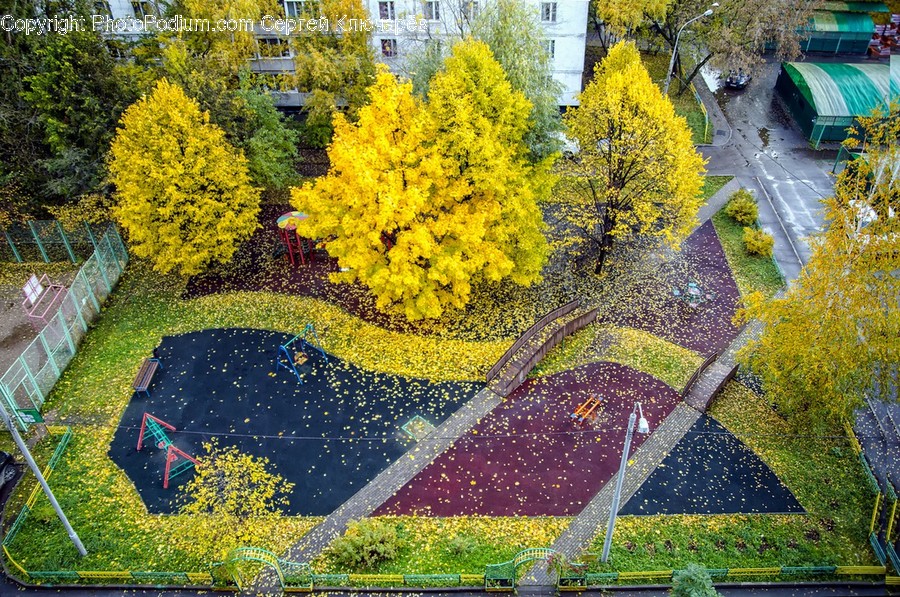 Flora, Plant, Path, Pavement, Sidewalk