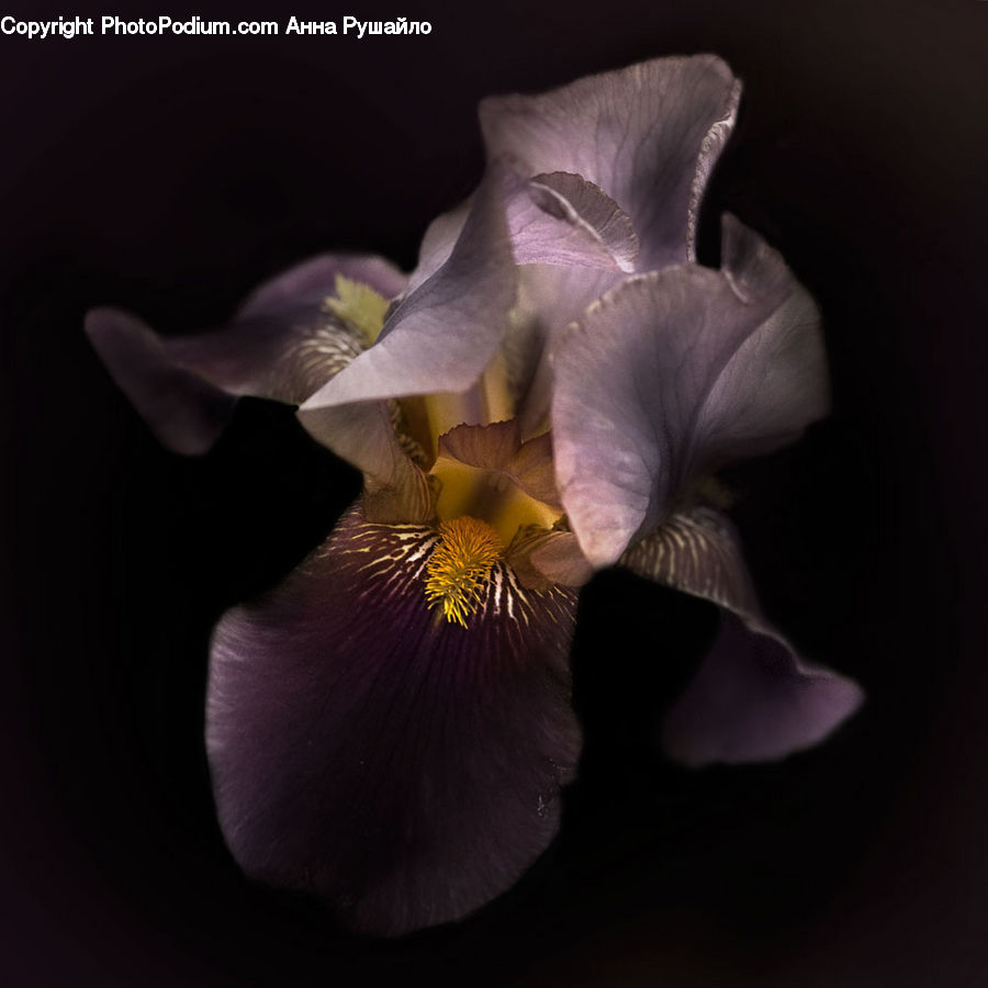 People, Person, Human, Flora, Flower, Iris, Plant