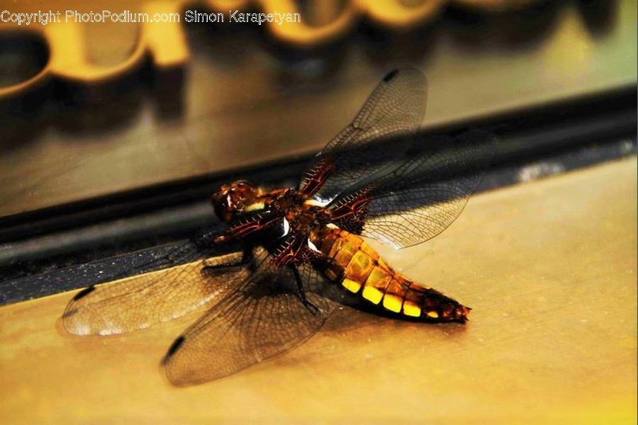 Animal, Anisoptera, Dragonfly, Insect, Invertebrate