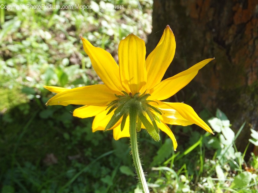 Cosmos, Asteraceae, Blossom, Flora, Flower