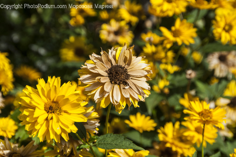 Asteraceae, Blossom, Flora, Flower, Plant
