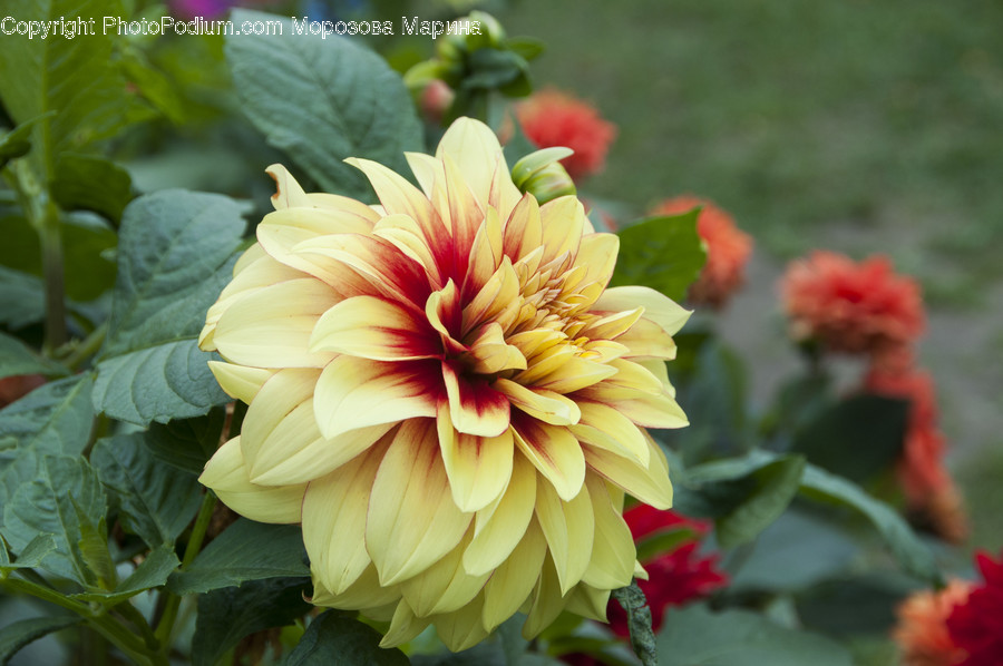Blossom, Dahlia, Flora, Flower, Plant