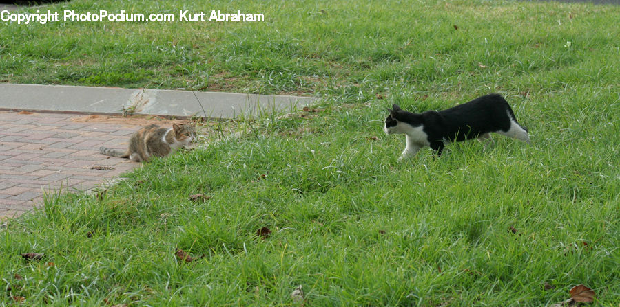Animal, Canine, Collie, Dog, Mammal, Pet, Adorable