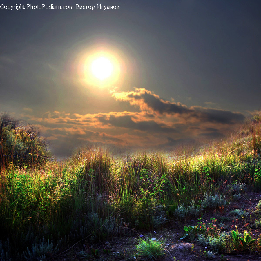 Flora, Grass, Plant, Moss, Bush