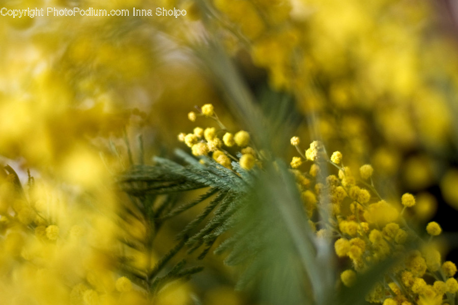 Blossom, Flora, Flower, Mimosa, Plant