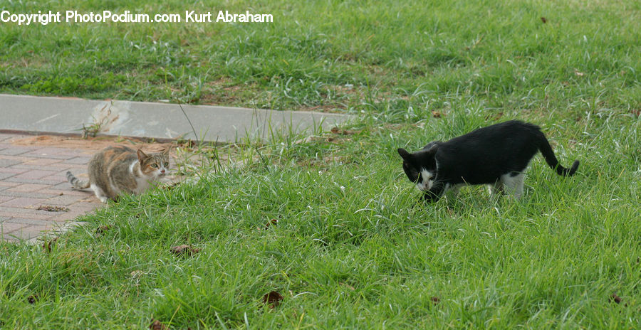 Animal, Cat, Mammal, Pet, Field, Grass, Grassland