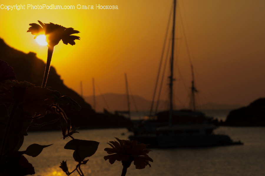 Transportation, Vessel, Watercraft, Yacht, Silhouette