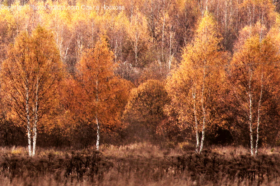 Flora, Grass, Plant, Birch, Tree
