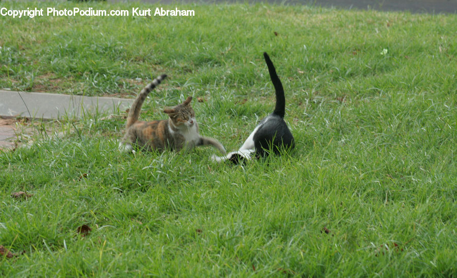 Animal, Cat, Mammal, Pet, Field, Grass, Grassland
