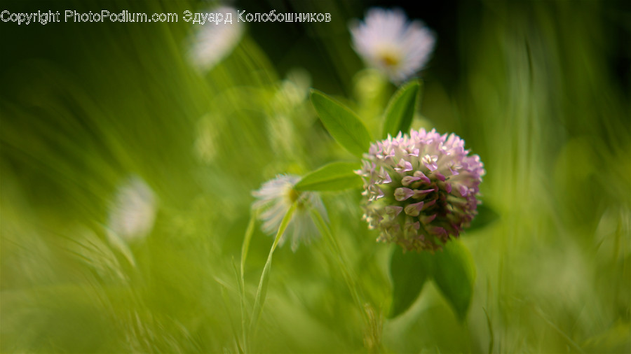 Allium, Blossom, Flora, Flower, Plant