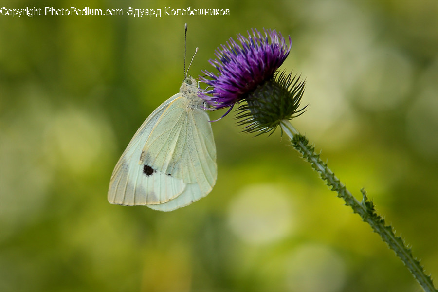 Flora, Plant, Blossom, Flower, Thistle