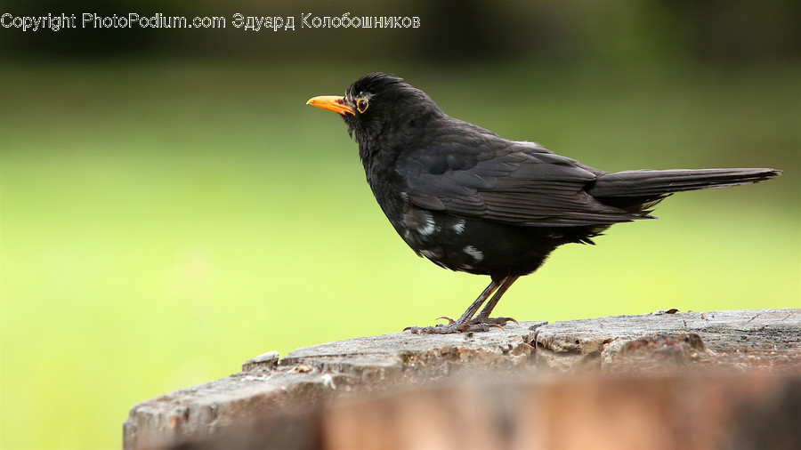 Agelaius, Animal, Bird, Blackbird
