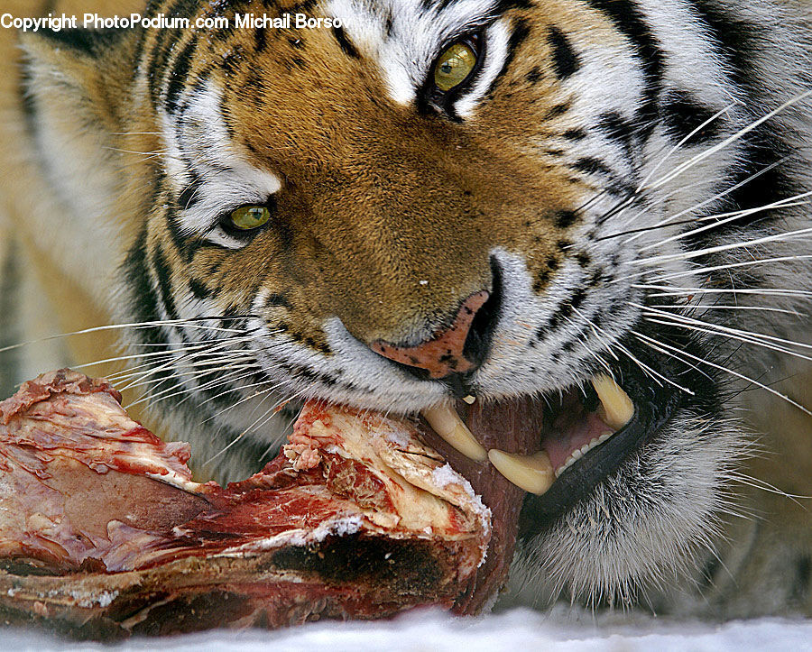 Animal, Mammal, Tiger