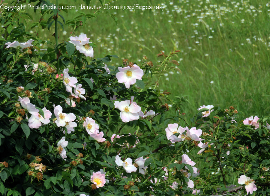 Blossom, Flora, Flower, Hibiscus, Plant