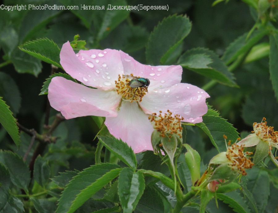 Blossom, Flora, Flower, Plant, Pollen