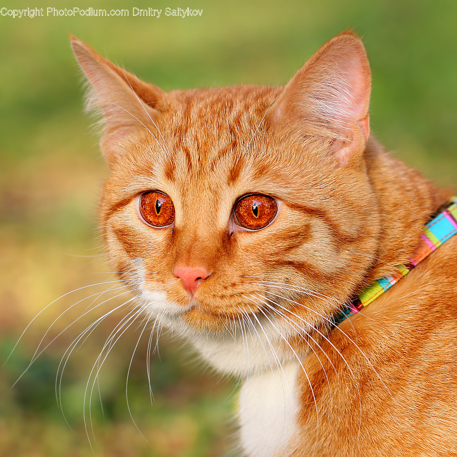Animal, Cat, Kitten, Mammal, Pet