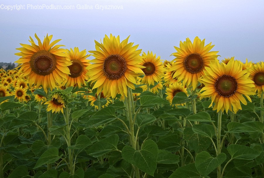 Blossom, Flora, Flower, Plant, Sunflower