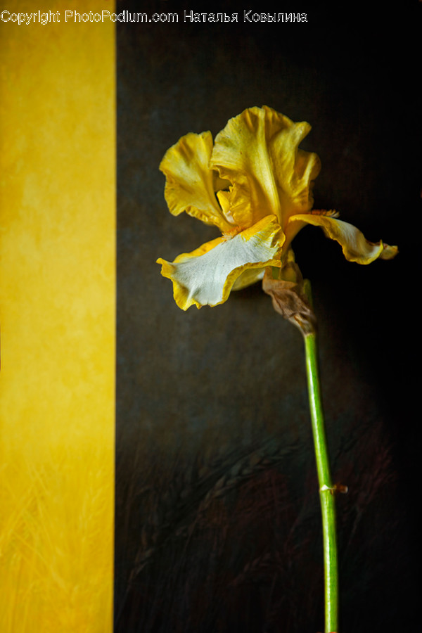 Blossom, Flora, Flower, Gladiolus, Plant
