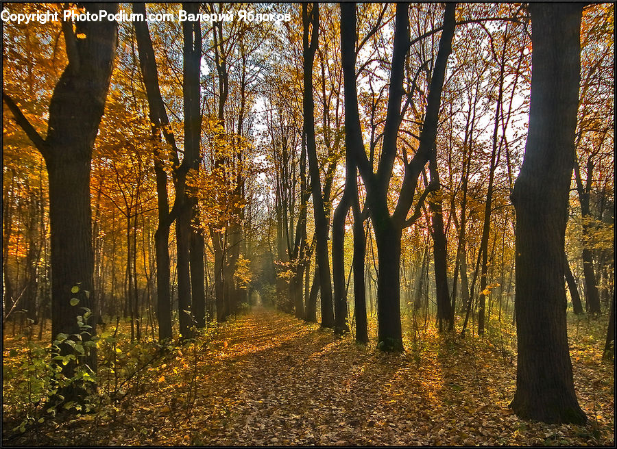 Forest, Vegetation, Grove, Land, Dirt Road, Gravel, Road