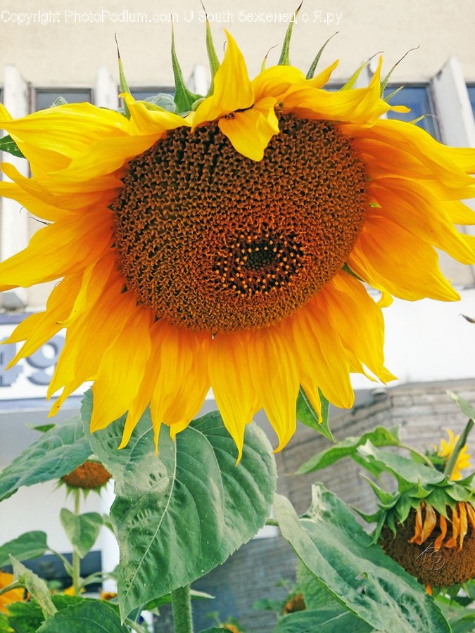 Blossom, Flora, Flower, Plant, Sunflower