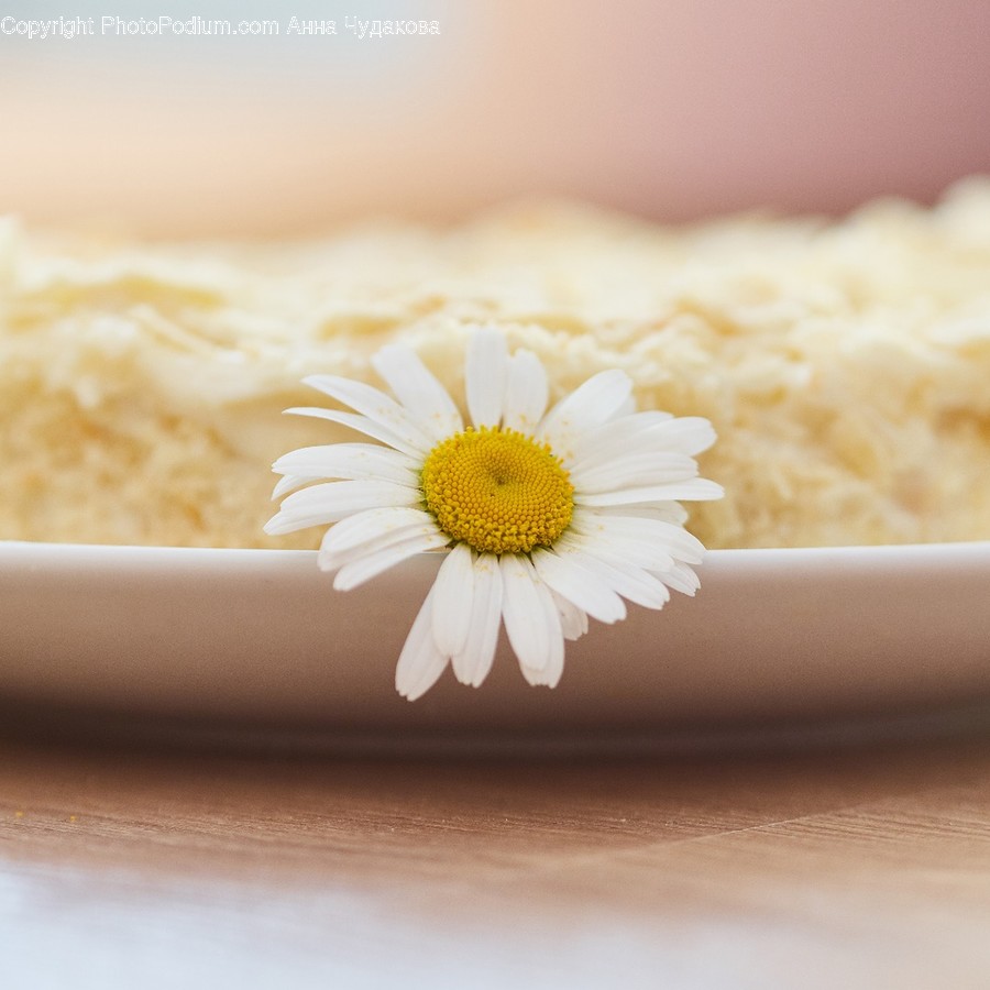 Blossom, Daisies, Daisy, Flora, Flower