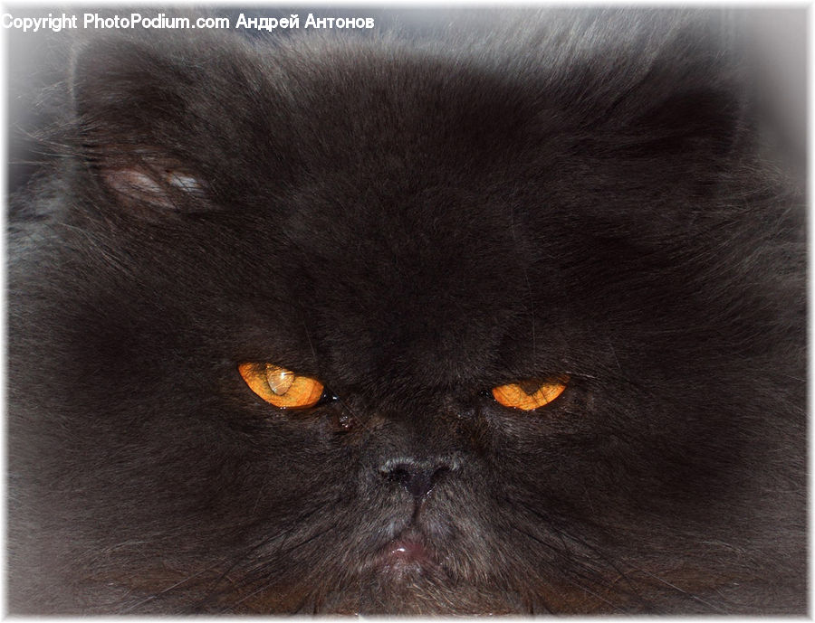 Animal, Black Cat, Cat, Mammal, Pet, Kitten