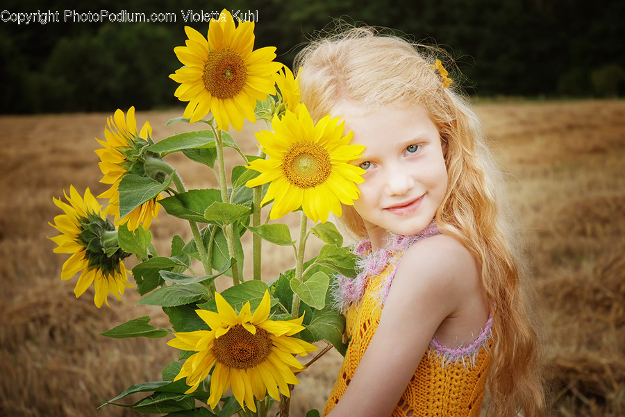 Blossom, Flora, Flower, Plant, Sunflower