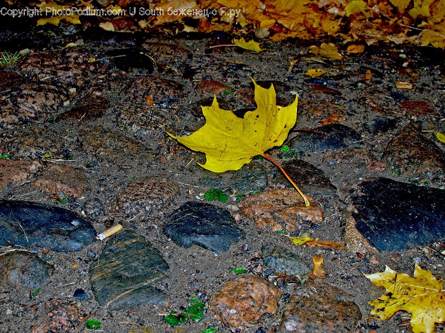 Flora, Leaf, Maple Leaf, Plant, Dirt Road