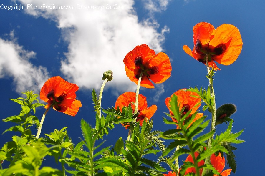 Blossom, Flora, Flower, Plant, Poppy