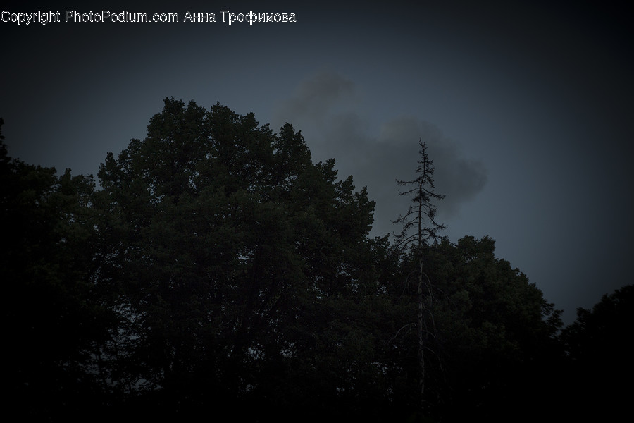 Conifer, Flora, Plant, Tree, Landscape