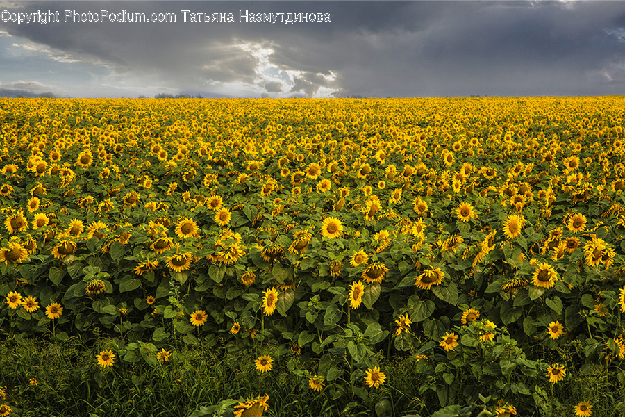 Field, Blossom, Flora, Flower, Plant