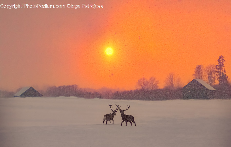 Animal, Deer, Mammal, Wildlife, Arctic