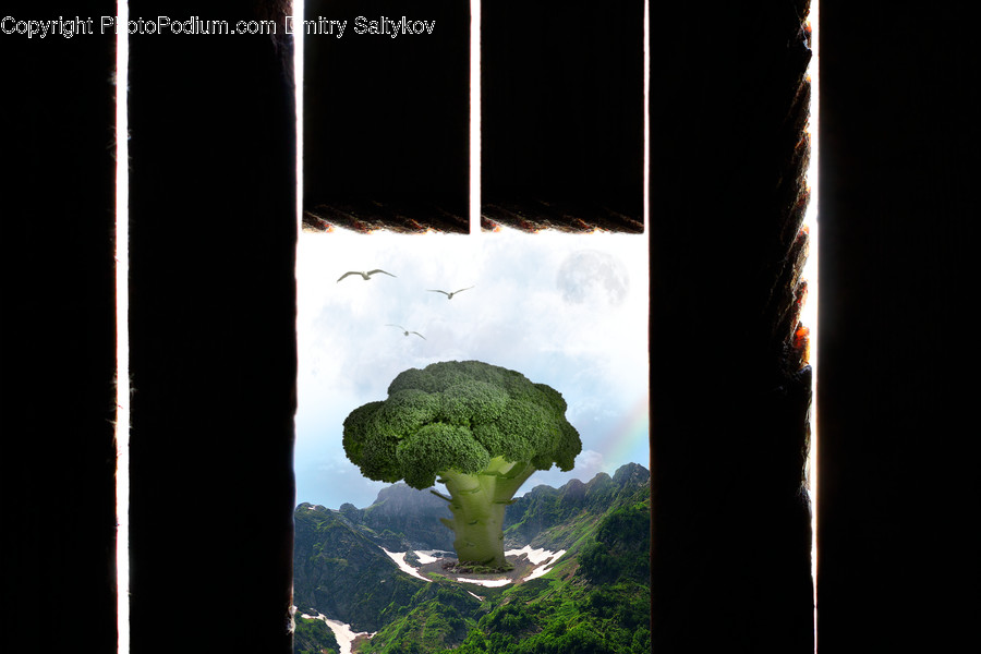 Broccoli, Flora, Food, Plant, Produce