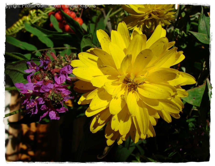 Blossom, Flora, Flower, Plant, Dahlia