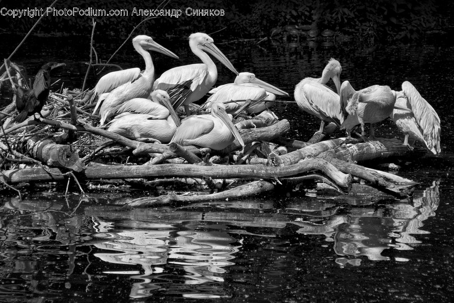 Human, People, Person, Animal, Bird