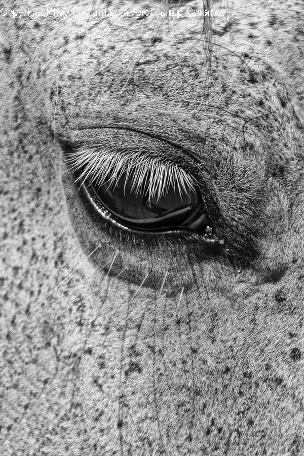 Animal, Mammal, Sea Life, Seal, Ground