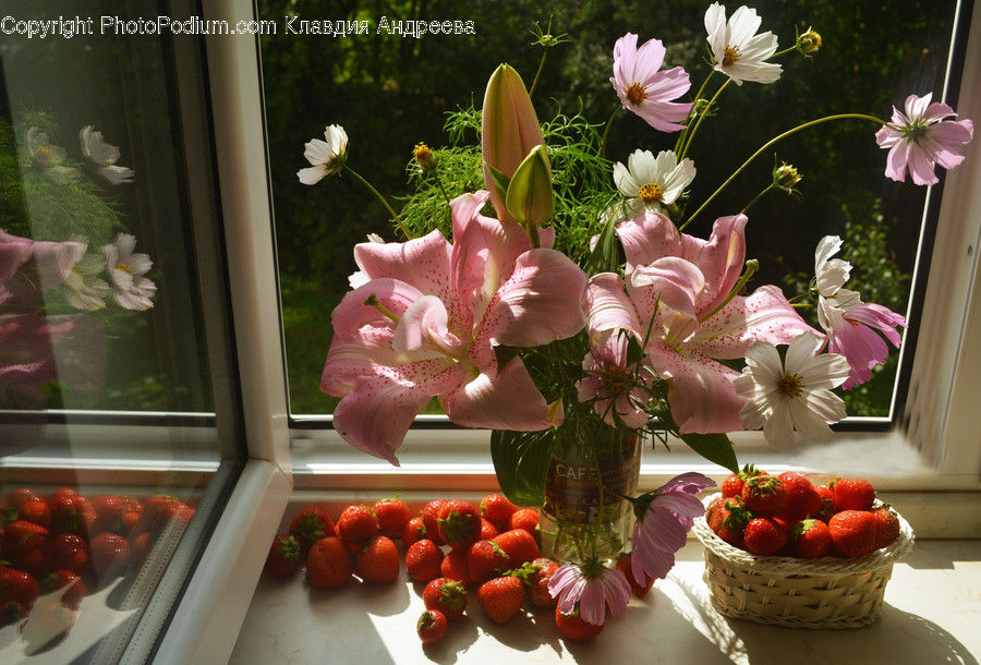 Cosmos, Flora, Food, Fruit, Plant