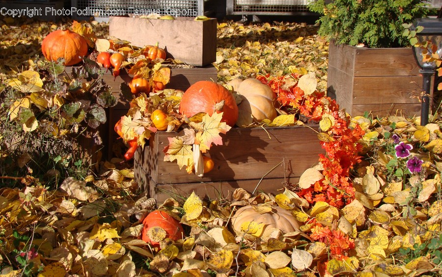 Flora, Food, Plant, Produce, Pumpkin